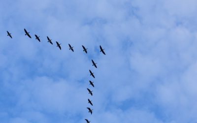 Effective Teams “Fly” in V-Formation