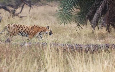 Ranthambore: Where Tigers Reign and Nature’s Symphony Enchants